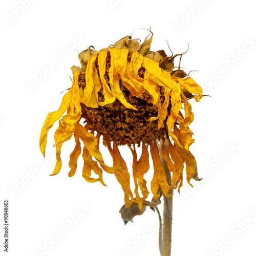 The dried sunflower isolated on white background