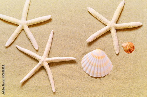 Seashells on the summer beach