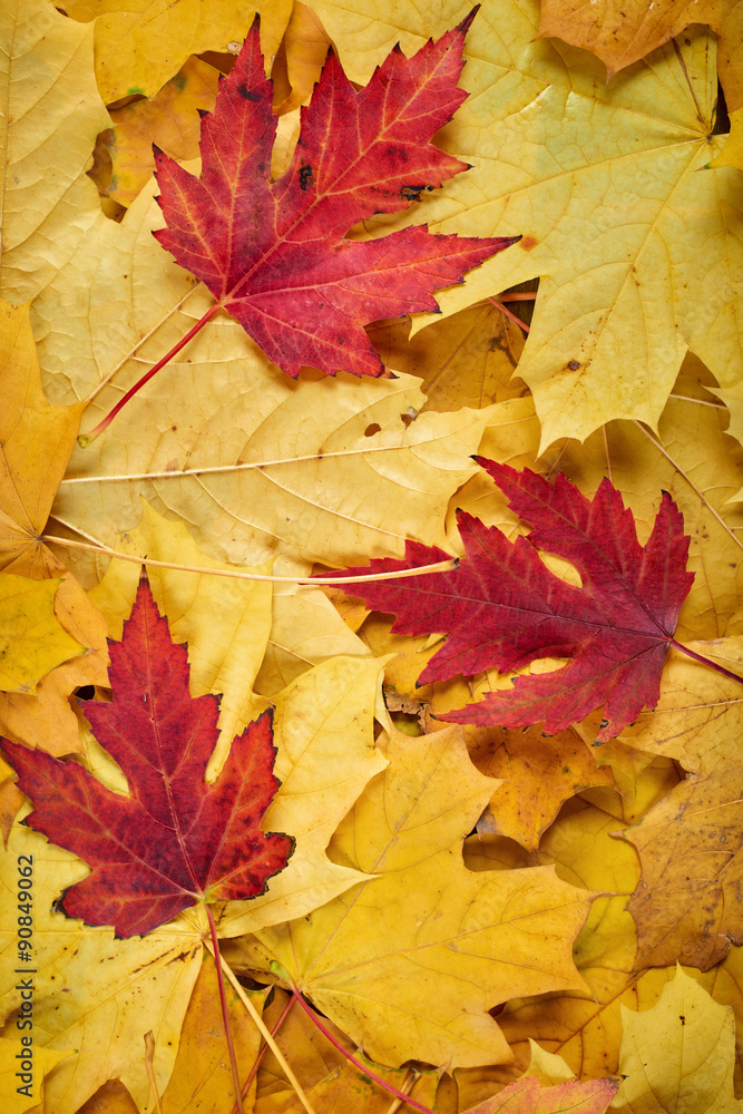 closeup autumn maple leaves as background closeup autumn maple leaves as background