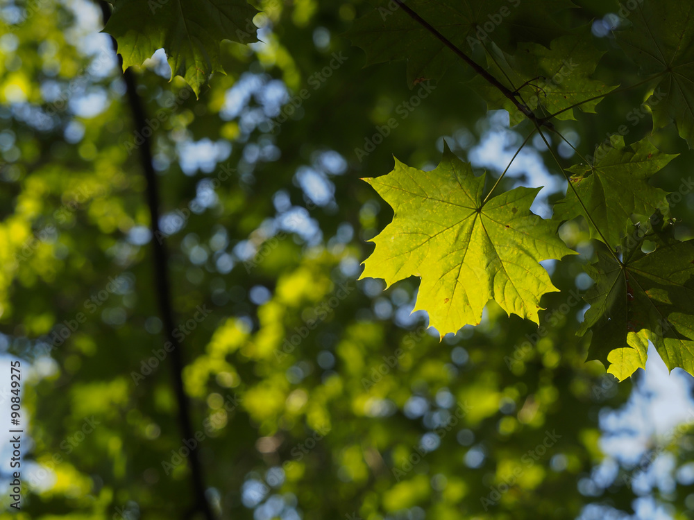 Blätterdach im Spätsommer Blätterdach im Spätsommer