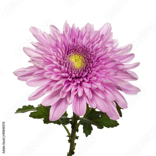 chrysanthemum flower