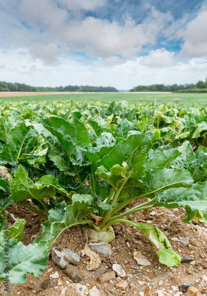 Beetroot field Beetroot field