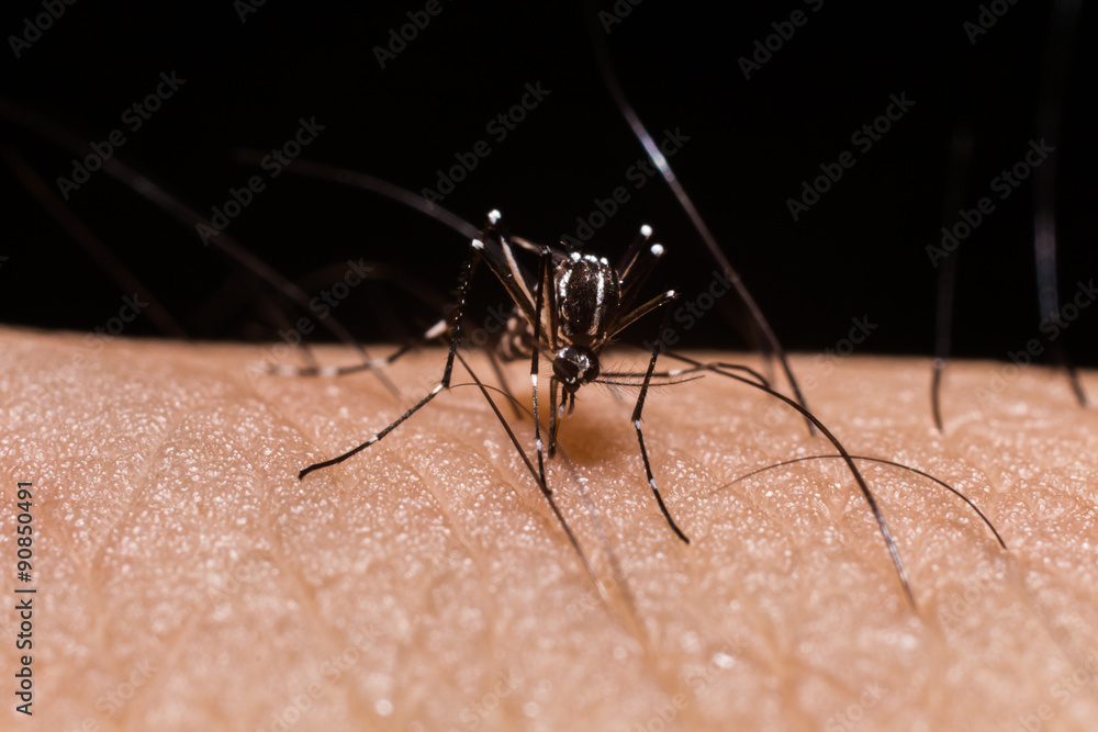 mosquito on human skin and sucking blood mosquito on human skin and sucking blood
