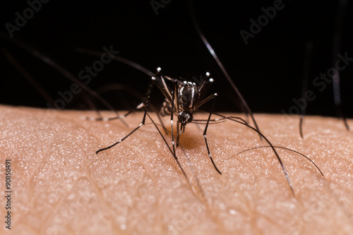 mosquito on human skin and sucking blood