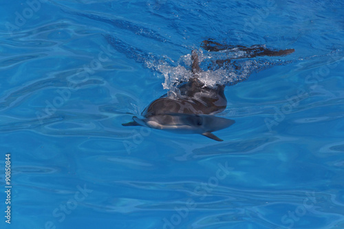 close up of dolphin in a pool