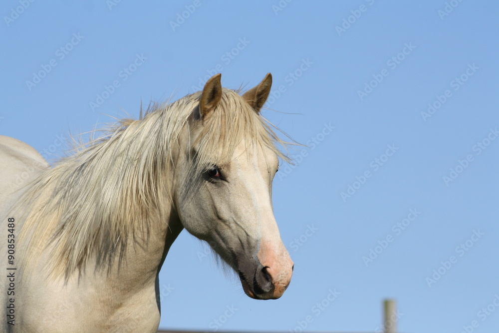 Obraz premium Portrait d'un poulain palomino