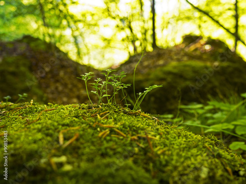 Green moss sprouds in forest light