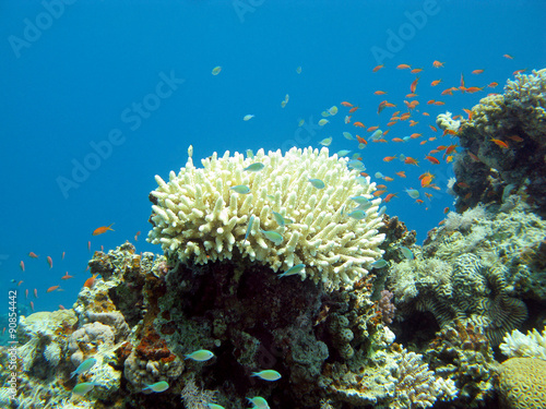 coral reef with exotic fishes in tropical sea, underwater