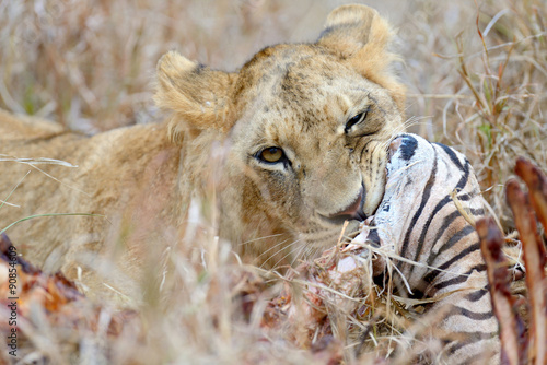 Fototapeta Naklejka Na Ścianę i Meble -  Lions eating a zebra