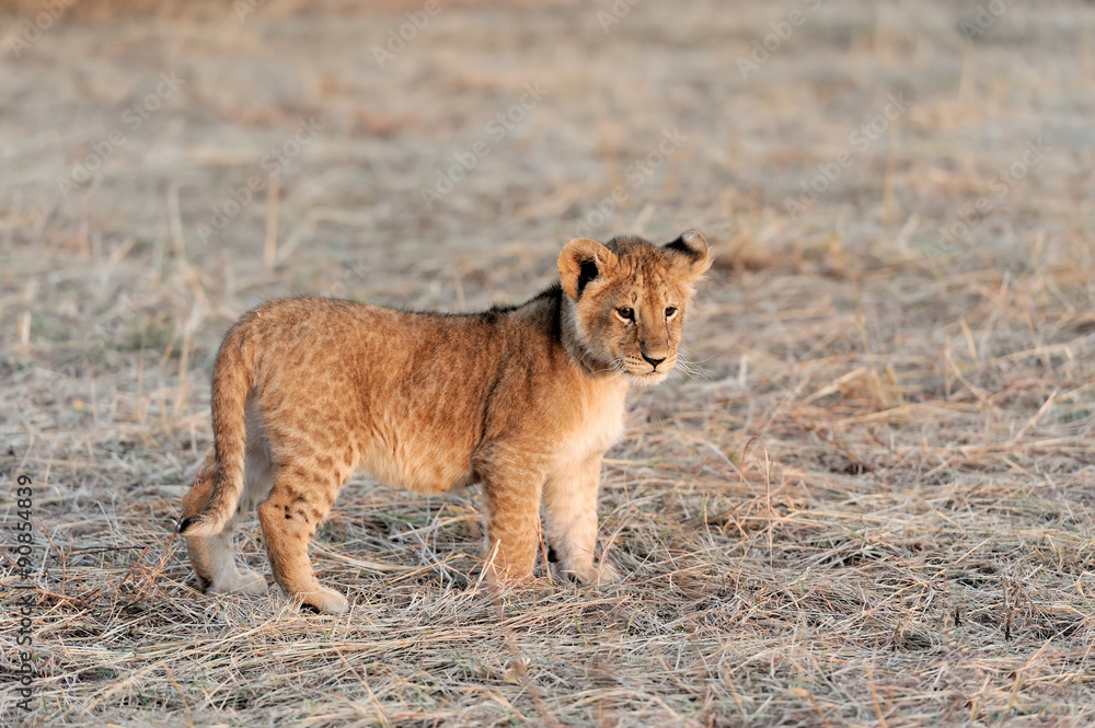 Naklejka premium Lion cub