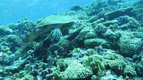 Echte Karettschildkröte (Eretmochelys imbricata) im Korallengarten photo