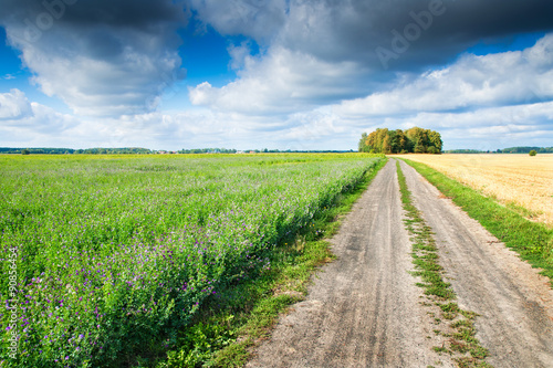 Summer landscape with country road. On both sides fields of stubble and cultivation of alfalfa. Masuria, Poland. photo