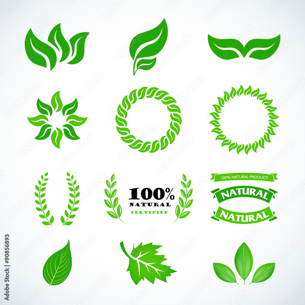 Obraz Na białym tle zielone liście. Zestaw zielonych liści laurowych. Projekt zestawu do godła, logotypu. Vintage logotyp. Ilustracje wektorowe.