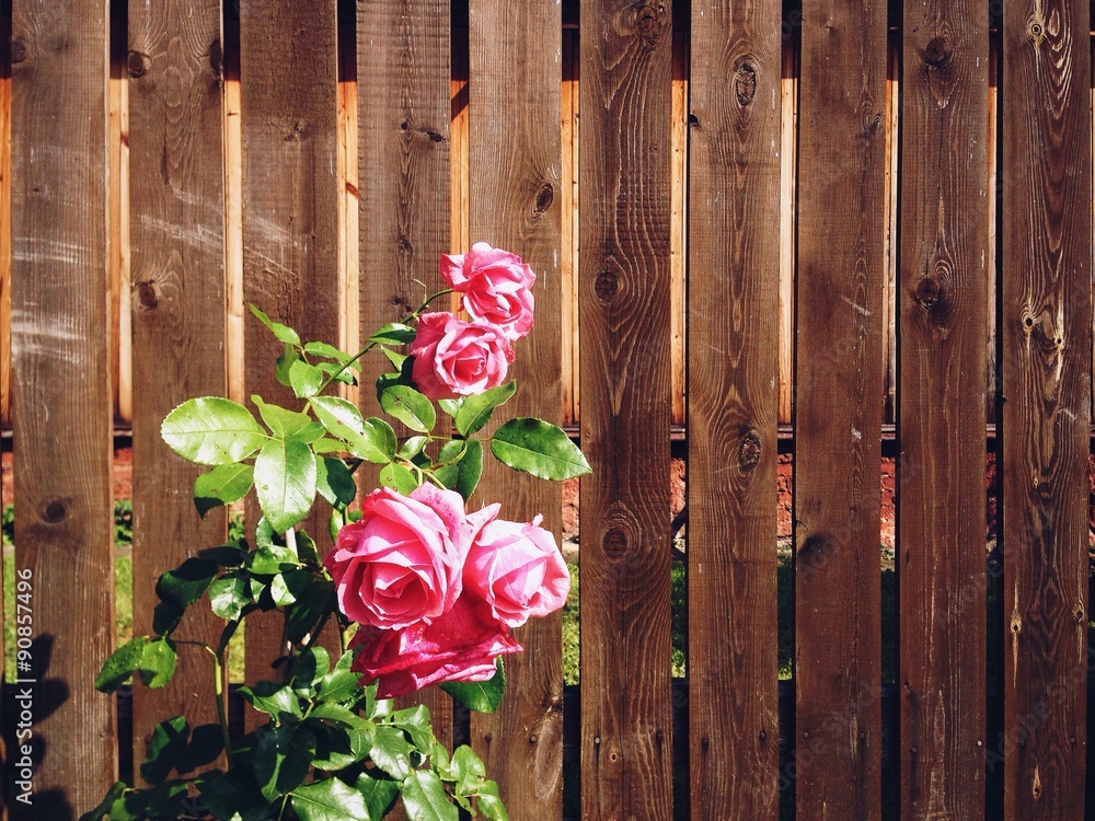 Fototapeta premium Roses