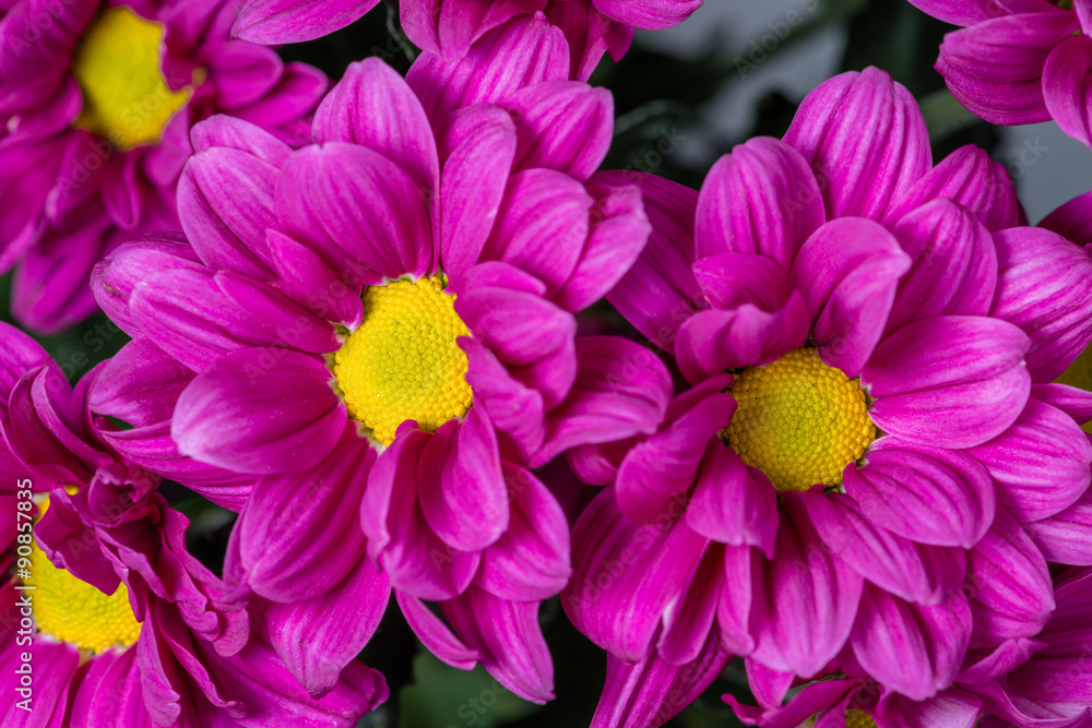 purple chrysanthemum daisies closeup with shallow depth of field purple chrysanthemum daisies closeup with shallow depth of field