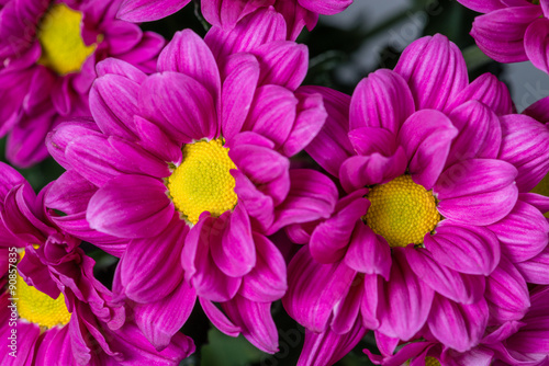 purple chrysanthemum daisies closeup with shallow depth of field © smspsy