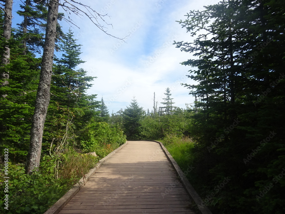 Fototapeta premium Passerelle en bois entre la verdure