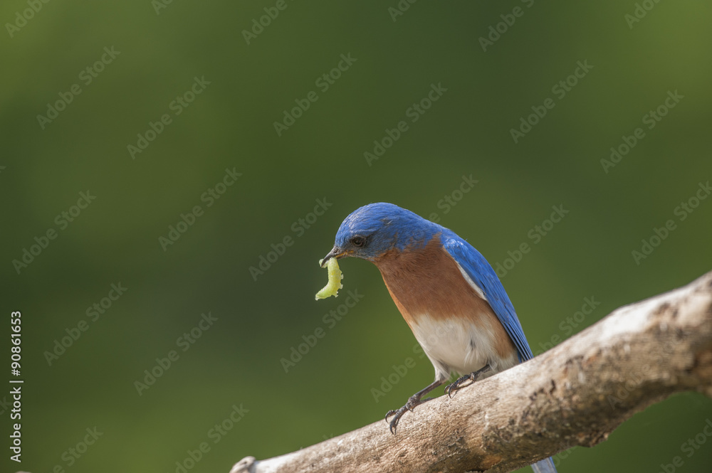 EASTERN BLUEBIRD SITTING ON TOP OF BIRDHOUSE WITH FOOD IN MOUTH EASTERN BLUEBIRD SITTING ON TOP OF BIRDHOUSE WITH FOOD IN MOUTH