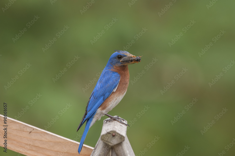EASTERN BLUEBIRD SITTING ON TOP OF BIRDHOUSE WITH FOOD IN MOUTH