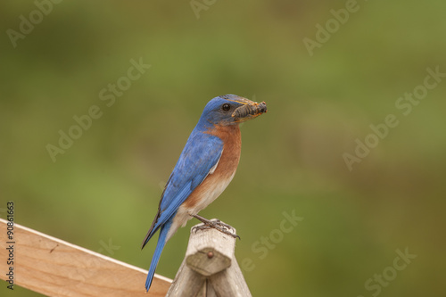 EASTERN BLUEBIRD SITTING ON TOP OF BIRDHOUSE WITH FOOD IN MOUTH