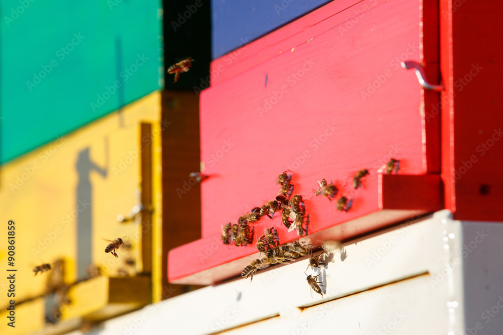 Domesticated honeybees in flight, returning to their apiary