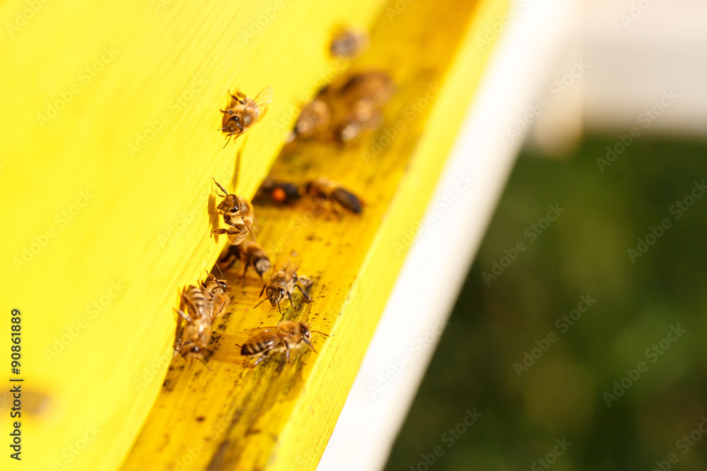 Naklejka premium Domesticated honeybees in flight, returning to their apiary