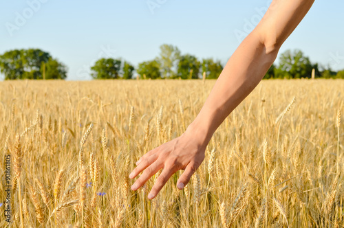 Hand with wheat on sunny day outdoors background  close up