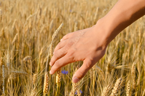 Hand with wheat on sunny day outdoors background  close up