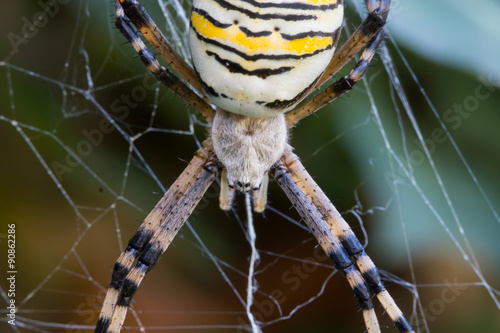 Detail of a wasp spider (Argiope bruennichi)