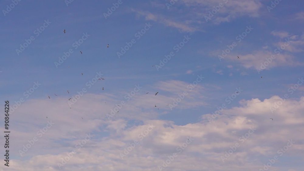 Gulls in sky