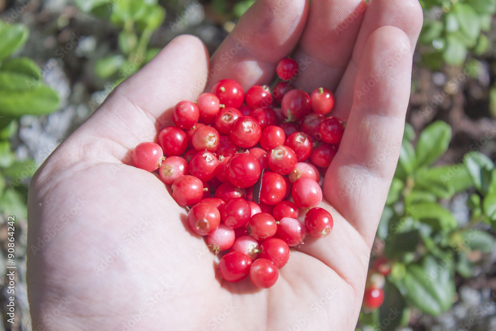 Lingonberries vaccinium vitis-idaea Lingonberries vaccinium vitis-idaea