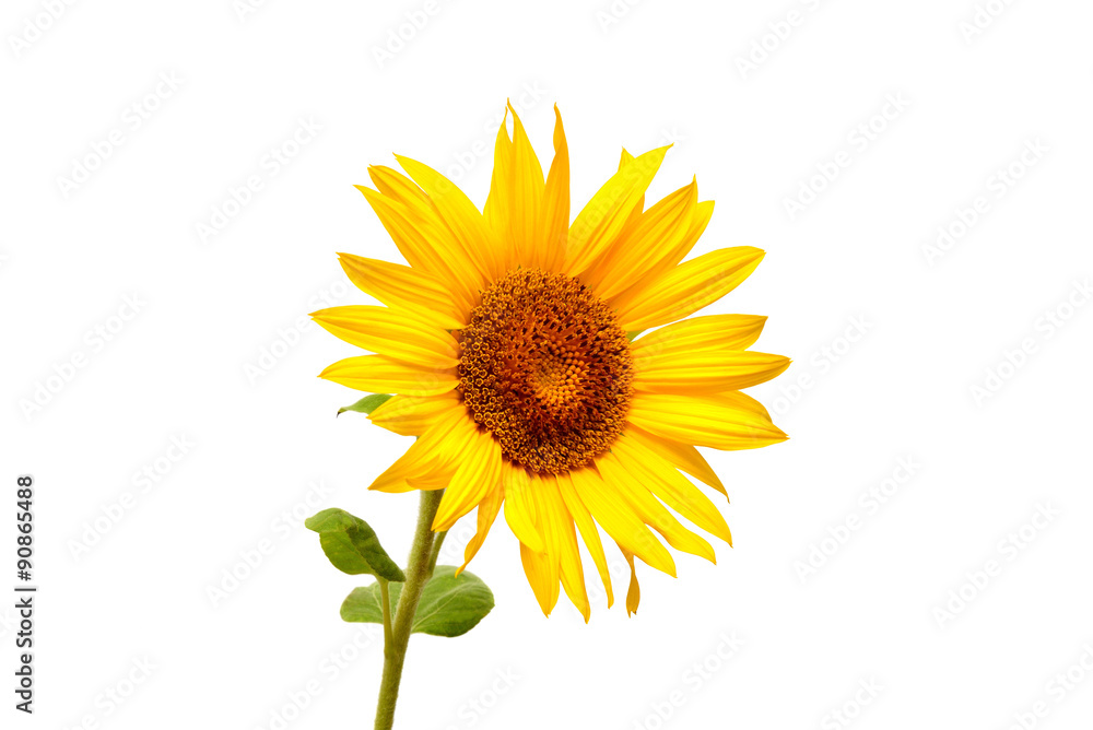 Fototapeta premium Sunflower isolated on white background
