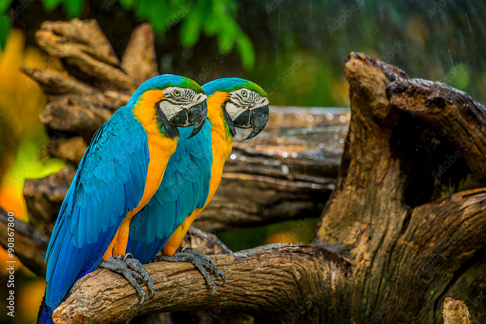 Obraz premium Colourful macaw parrots bird.