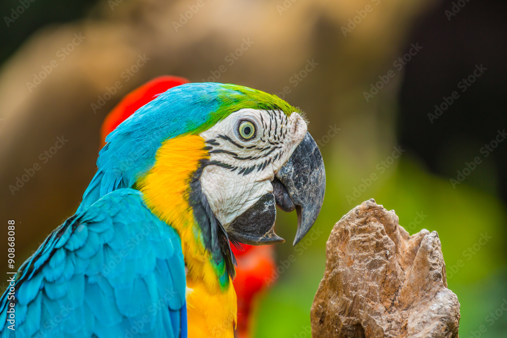 Obraz premium Colourful macaw parrots bird.