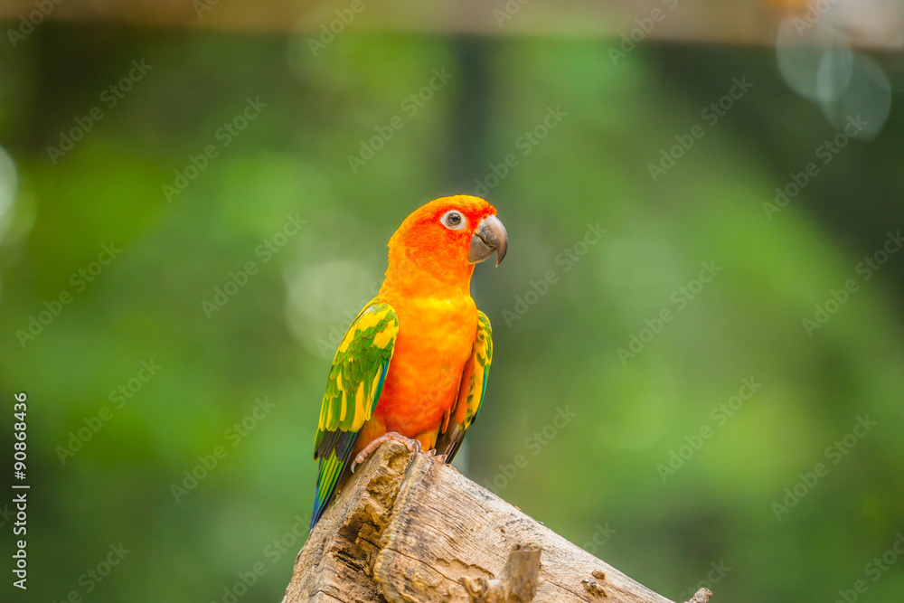 Colourful parrot bird.