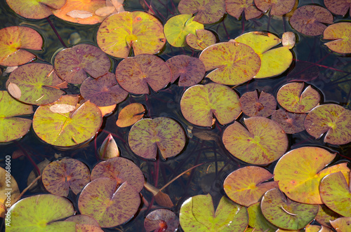 Lilypads floating on pond