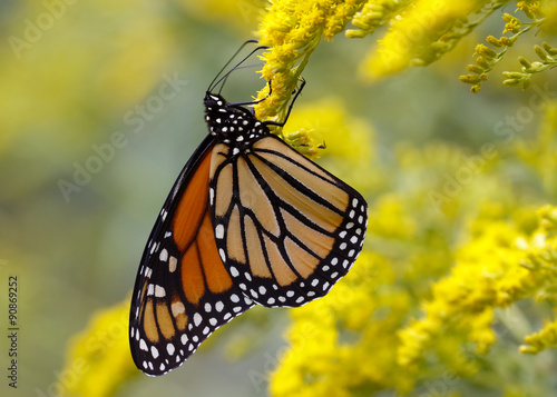 A Monarch Butterfly (Danais plexippus) fuels up on nectar from a Canada Goldenrod in September to prepare for its southward migration to Mexico - Grand Bend, Ontario, Canada © Brian Lasenby