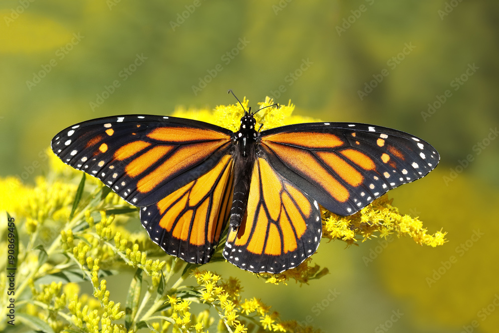 A Monarch Butterfly (Danais plexippus) fuels up on nectar from a Canada Goldenrod in September to prepare for its southward migration to Mexico - Grand Bend, Ontario, Canada A Monarch Butterfly (Danais plexippus) fuels up on nectar from a Canada Goldenrod in September to prepare for its southward migration to Mexico - Grand Bend, Ontario, Canada