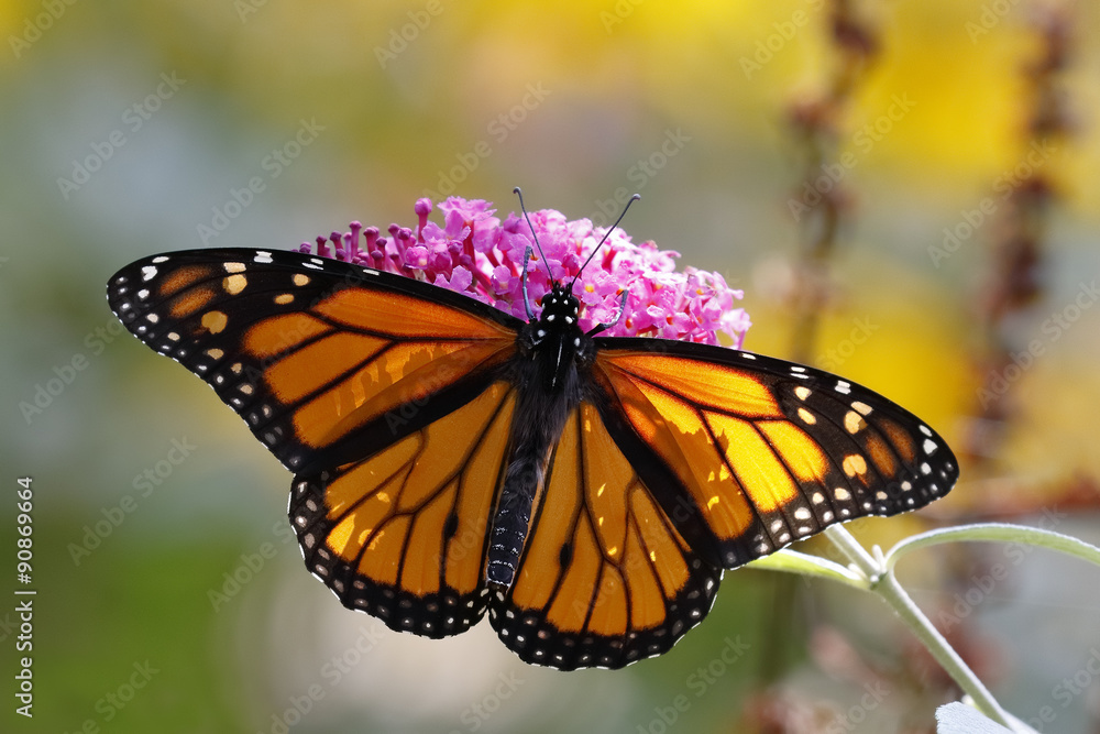 Fototapeta premium A Monarch Butterfly (Danais plexippus) obtaining nectar from a butterfly bush - Grand Bend, Ontario, Canada 