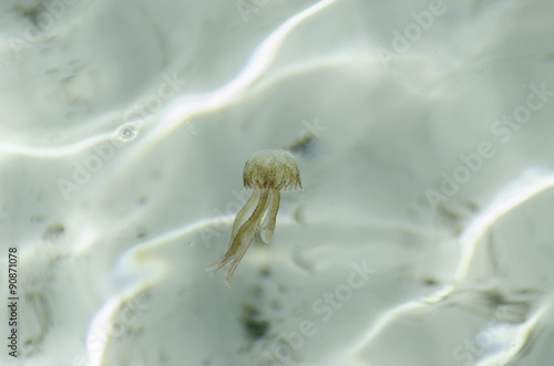 jellyfish, pelagia noctiluca, transparent underwater creature in the Mediterranean.