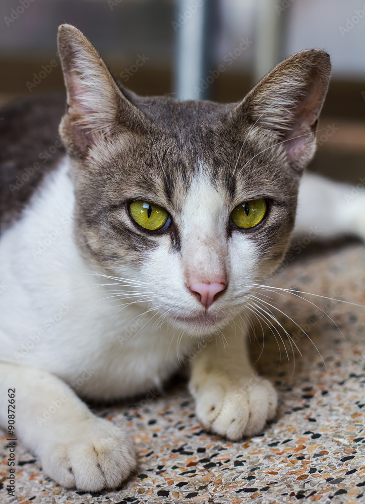 Gray and white cat, yellow eyes