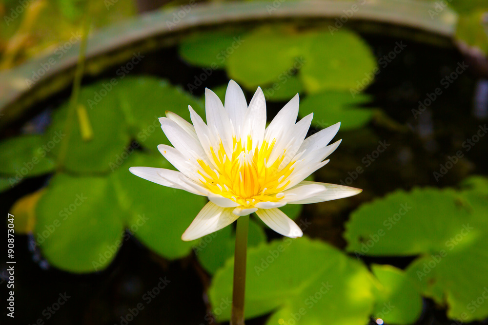 White lotus flower