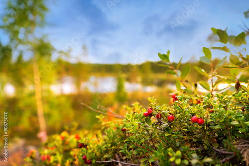 Photography lingonberries