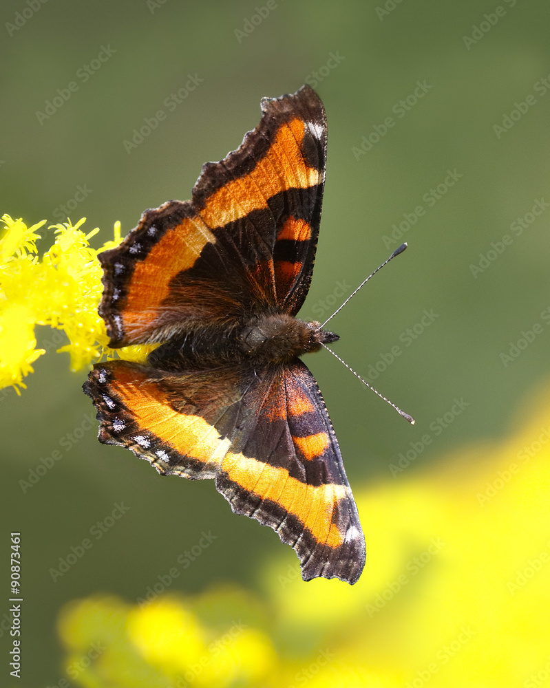 Naklejka premium Milbert's Tortoiseshell (Aglais milberti) Obtaining Nectar from a Goldenrod