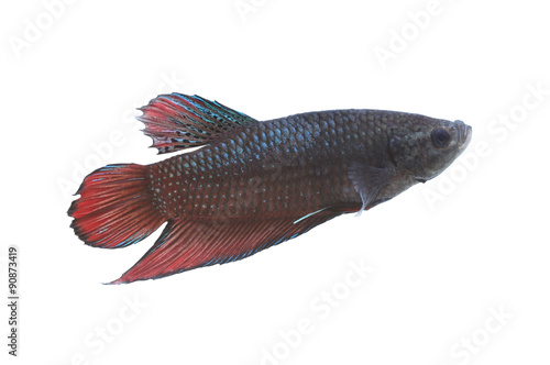 Red and black Fighting Fish species Thailand.