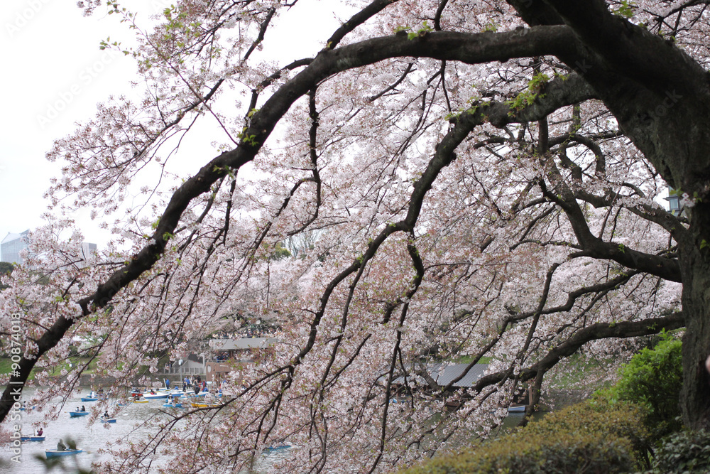 Spring of sakura cherry blossom. Spring of sakura cherry blossom.