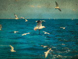 Flying seagulls. Retro filter.