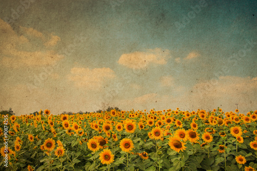 Fototapeta Naklejka Na Ścianę i Meble -  Sunflower blooming. Vintage filter effect.
