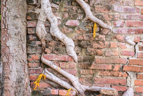 Parasite tree at Wat Khun Inthapramun public temple in Thailand. photo