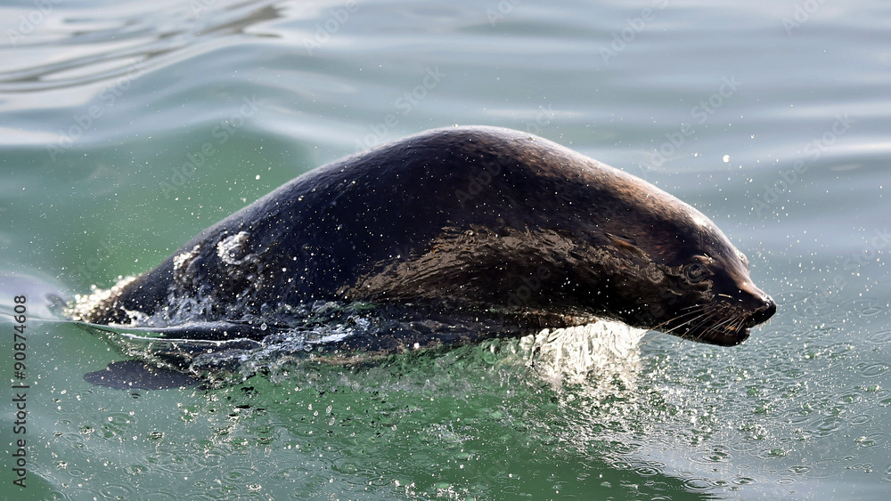 Fototapeta premium Jumping Cape fur seal (Arctocephalus pusillus pusillus)